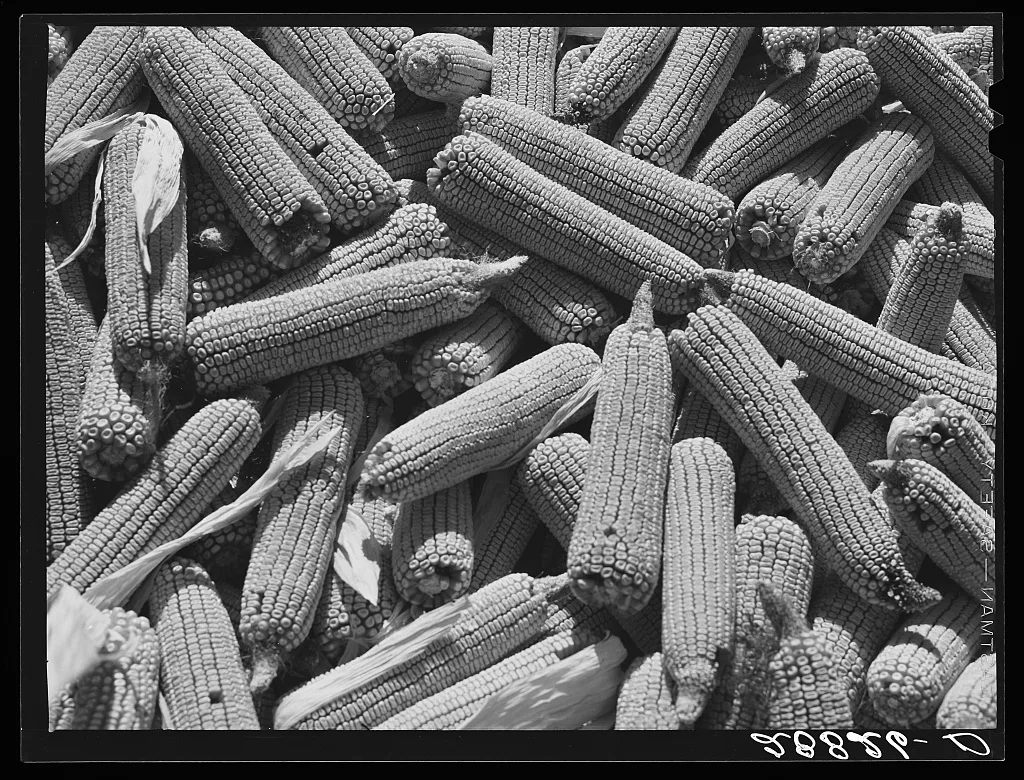[Untitled photo, possibly related to: Corn ears. Grundy County, Iowa], 1939
