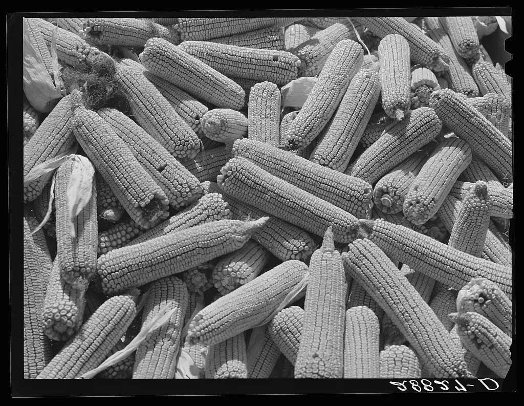 Corn ears. Grundy County, Iowa, 1939