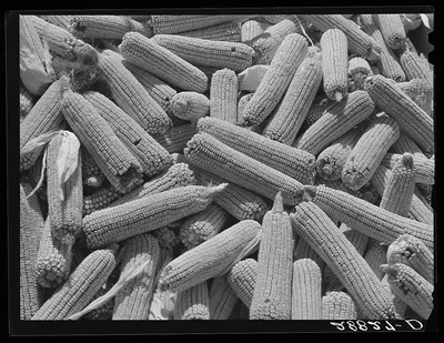 Corn ears. Grundy County, Iowa, 1939