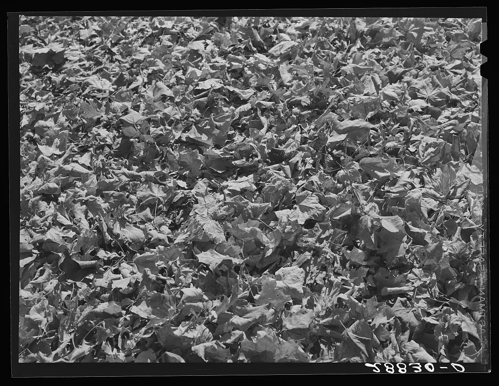 Autumn leaves. Grundy Center, Iowa, 1939