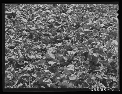 Autumn leaves. Grundy Center, Iowa, 1939