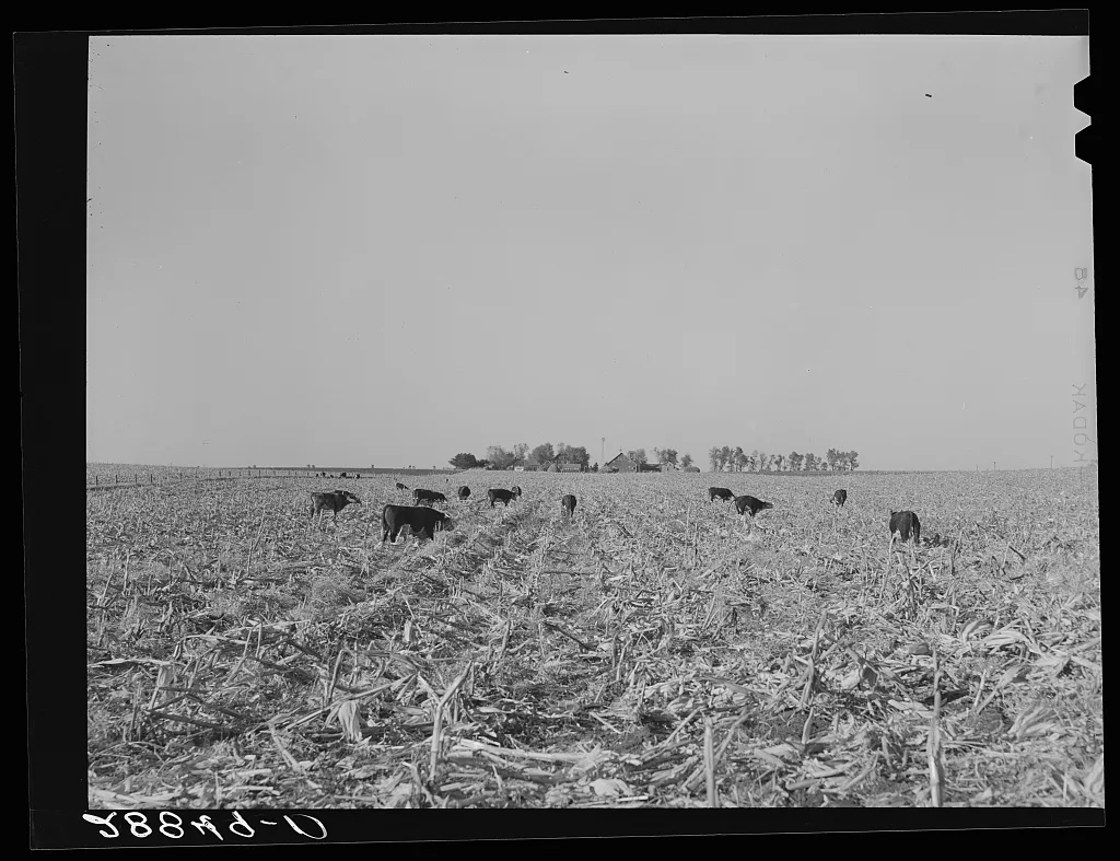 Cows eat corn left in the field by mechanical corn picker. Grundy…, Iowa, 1939