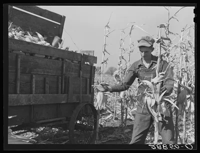 Eugene Crouse, champion cornhusker. Grundy County, Iowa, 1939