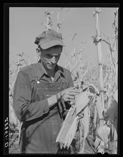 Eugene Crouse, champion cornhusker who husked 3300 pounds in eighty…, Iowa, 1939