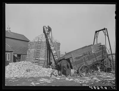 Storing corn in temporary crib. Grundy County, Iowa, 1939