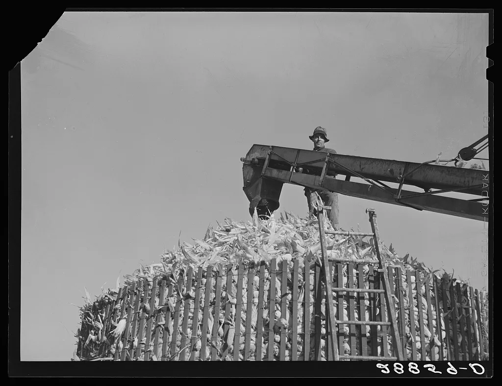 Filling a temporary corn crib. Grundy County, Iowa, 1939