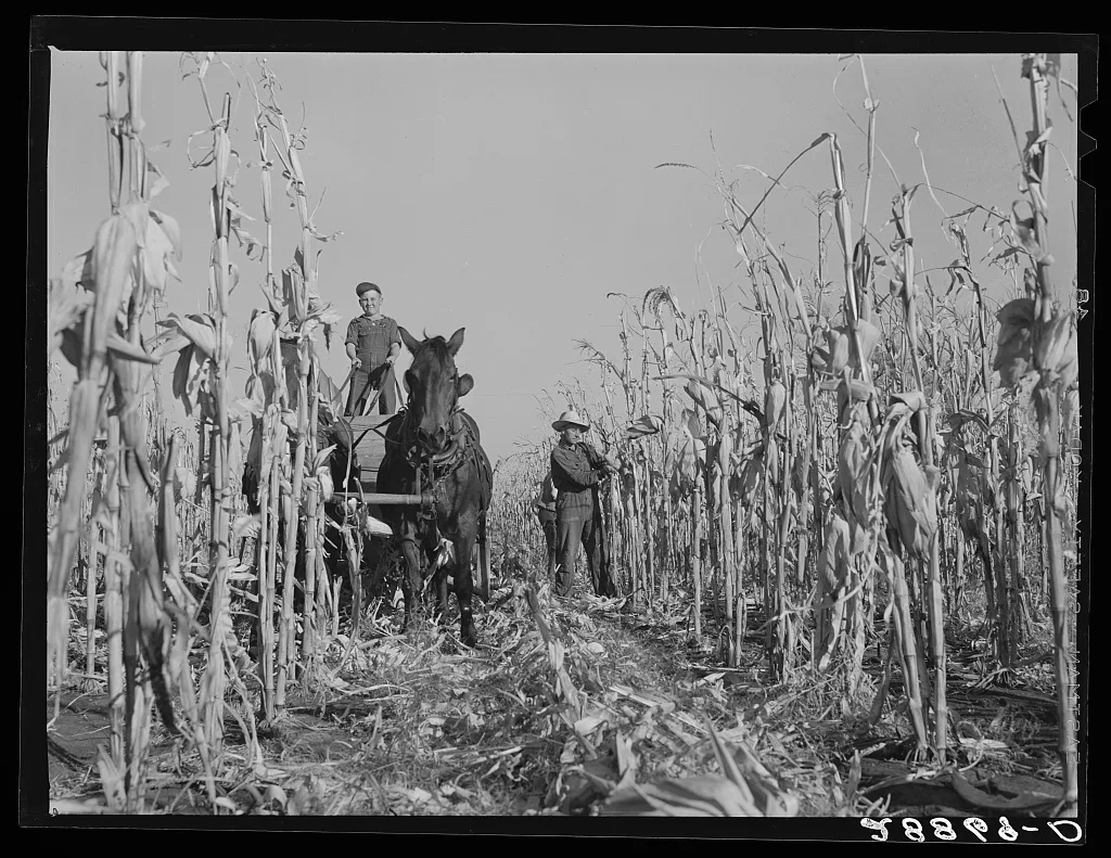 Husking corn. Grundy County, Iowa, 1939