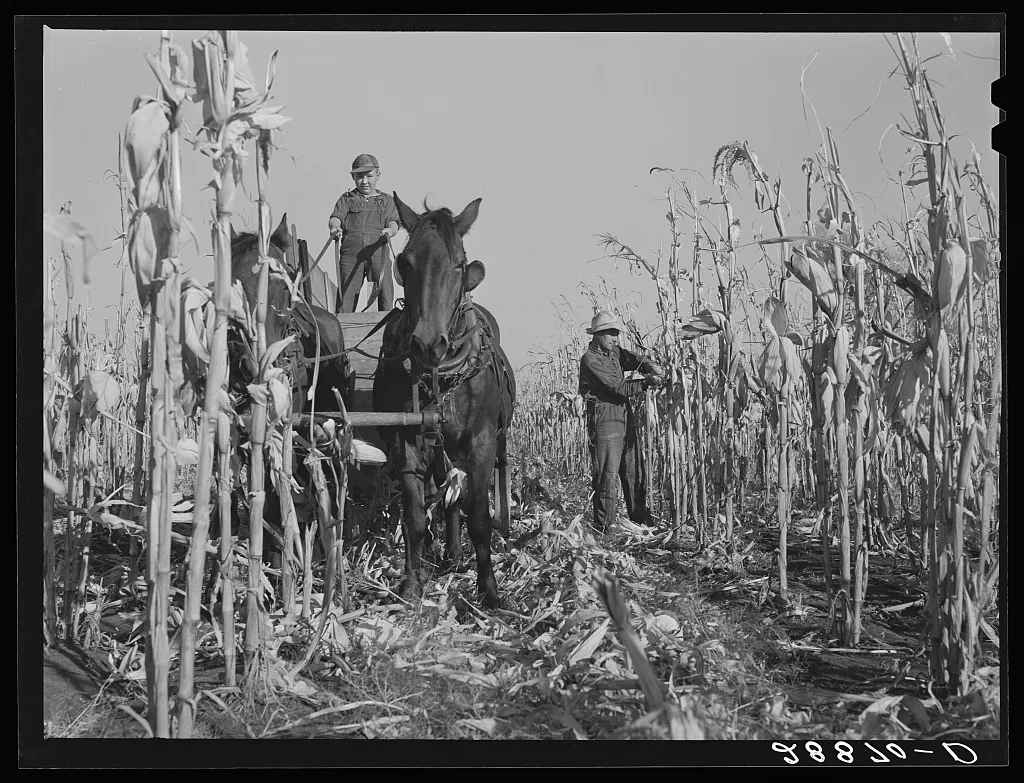[Untitled photo, possibly related to: Husking corn. Grundy County,…, Iowa, 1939