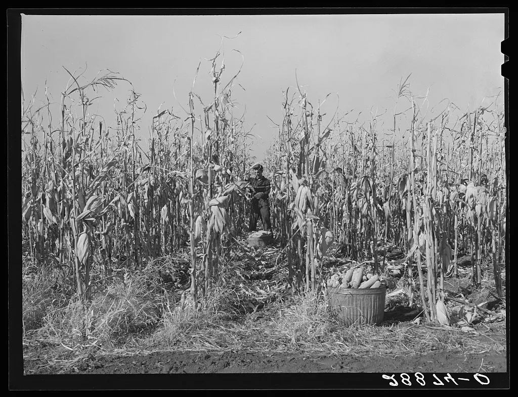 Husking corn for yield. Fred Ukro Farm. Grundy County, Iowa, 1939