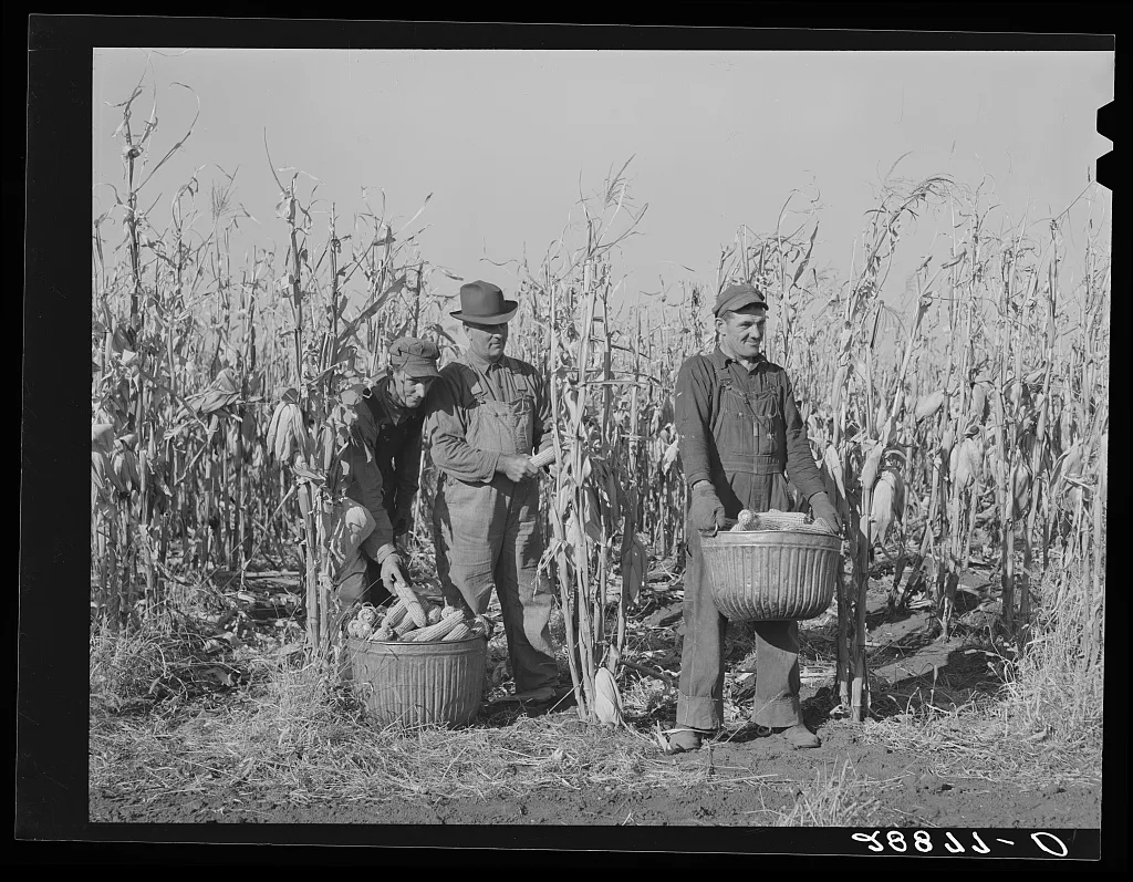 [Untitled photo, possibly related to: Fred Ukro with corn husked for…, Iowa, 1939