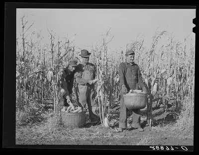 [Untitled photo, possibly related to: Fred Ukro with corn husked for…, Iowa, 1939