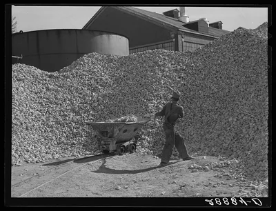Limestone used in purification of sugar obtained from beet. Brighton,…, Colorado, 1939
