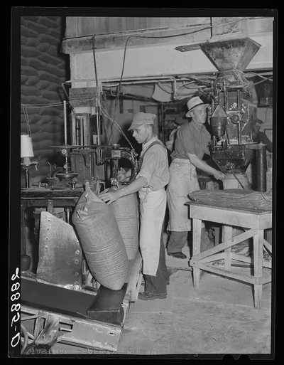 Filling bags with sugar. Brighton, Colorado, 1939