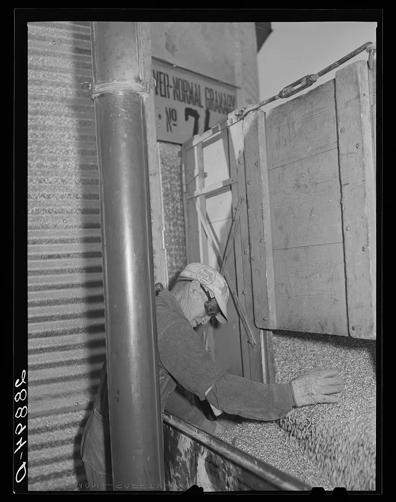 Storing corn in ever-normal granary bin. Grundy County, Iowa, 1939
