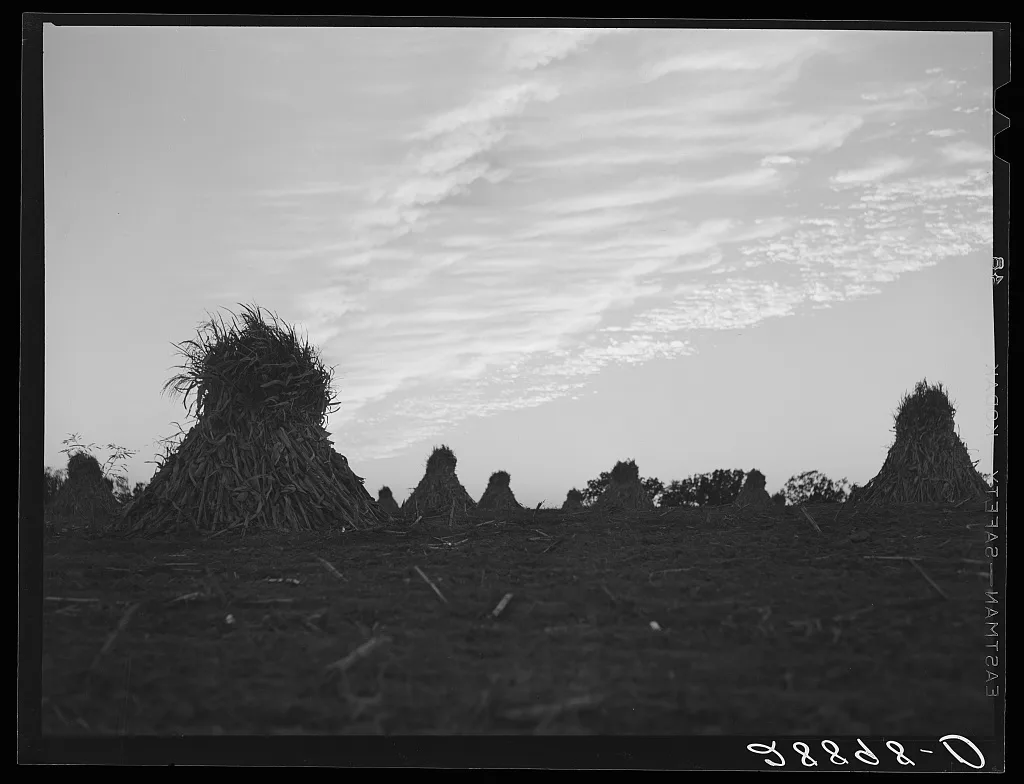 Shocks of corn. Pettis County, Missouri, 1939