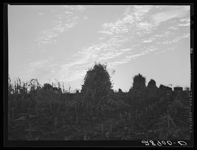 Shocks of corn. Pettis County, Missouri, 1939