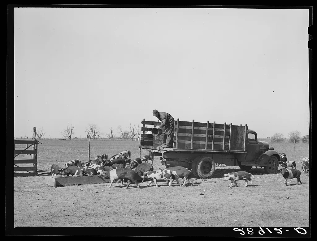 [Untitled photo, possibly related to: Cooperative farms are stocked…, Missouri, 1939