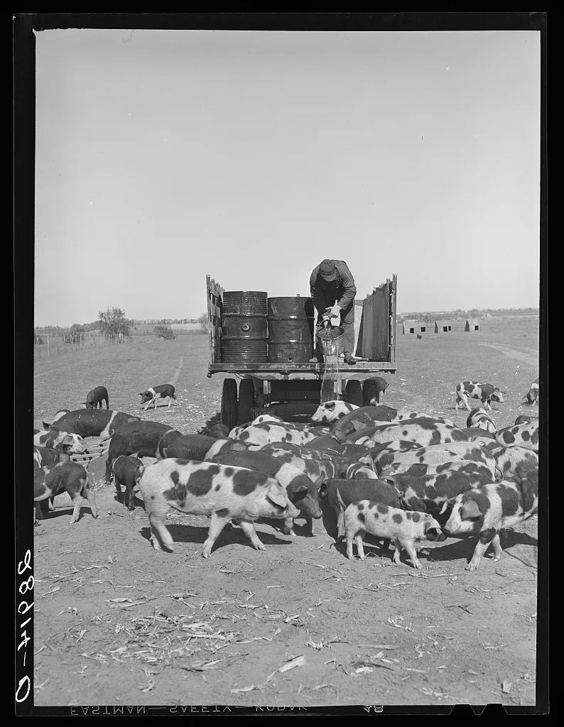 Most of the feed for the 715 hogs at Hillview is raised on the…, Missouri, 1939