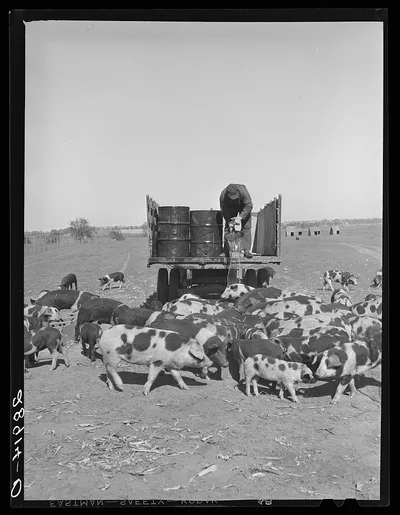 Most of the feed for the 715 hogs at Hillview is raised on the…, Missouri, 1939