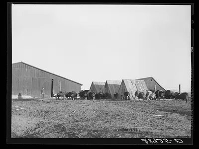 Hogs at Bois d'Arc cooperative. Osage Farms, Missouri, 1939