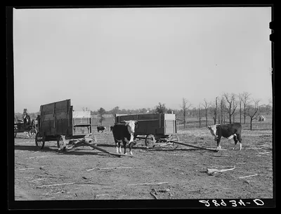 Purebred Herefords are raised and fattened for the market at the Bois…, Missouri, 1939
