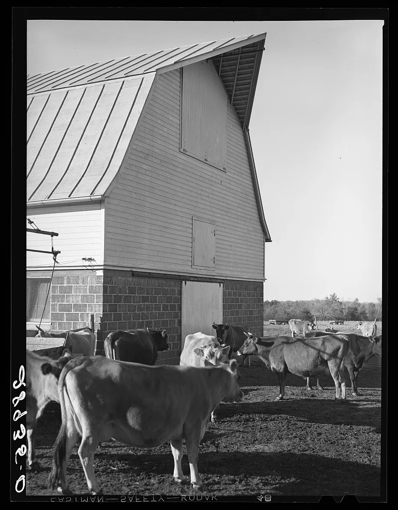[Untitled photo, possibly related to: Part of the dairy herd at Bois…, Missouri, 1939