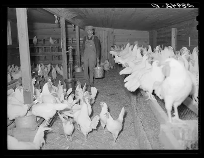 [Untitled photo, possibly related to: Part of the dairy herd at Bois…, Missouri, 1939
