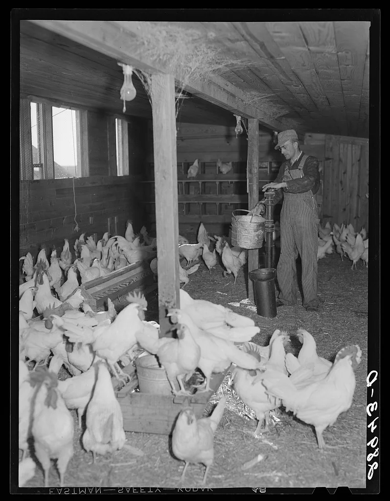 There are 1800 chickens and 2000 pullets at the Bois d'Arc…, Missouri, 1939