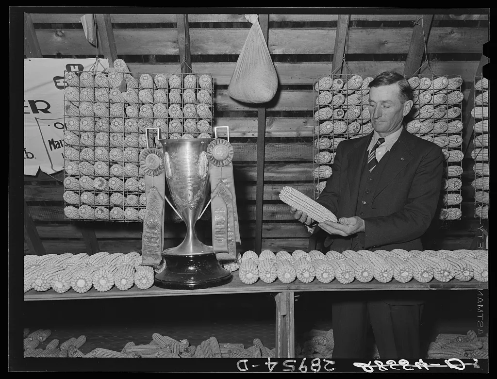 Fred Goecke with open-pollinated corn for which he has won many…, Iowa, 1939