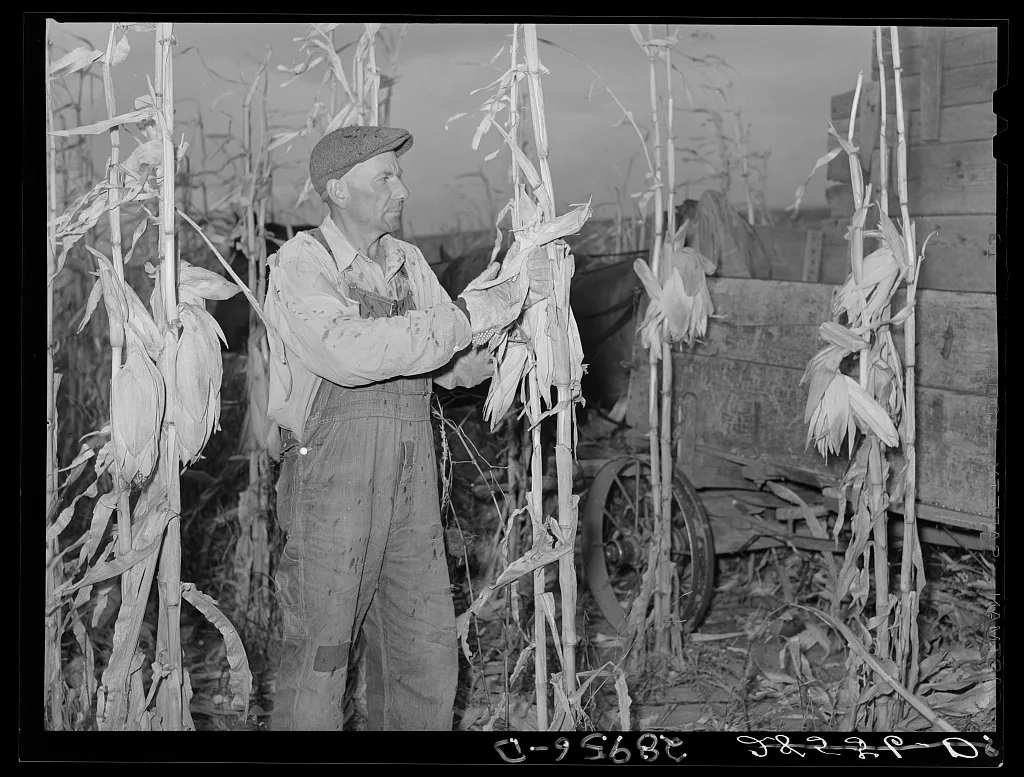 Fred Maschman, tenant purchase client, husking corn. Iowa County, Iowa, 1939