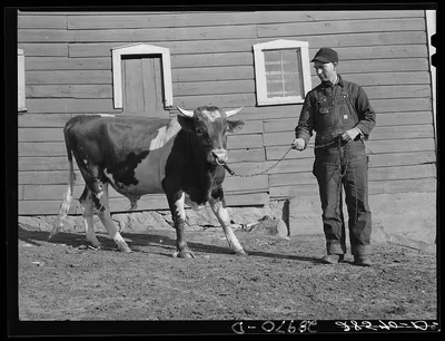 Fred Wilfang owns a thoroughbred bull which two other farmers use…, Iowa, 1939