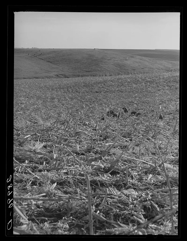 [Untitled photo, possibly related to: Hogs eat corn left in field by…, Iowa, 1939