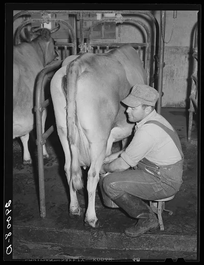 Farmers who operate the dairy are specialists in this field. Hillview…, Missouri, 1939