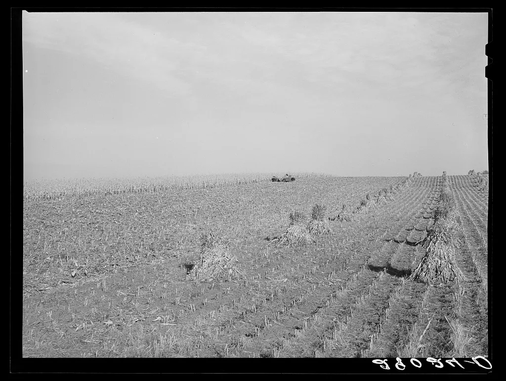 Harvesting corn. Marshall County, Iowa, 1939