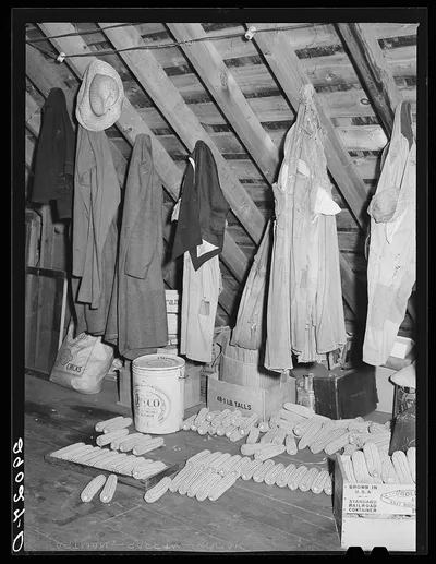 Open pollenated corn stored in attic for seed. Fred Goecke's farm.…, Iowa, 1939