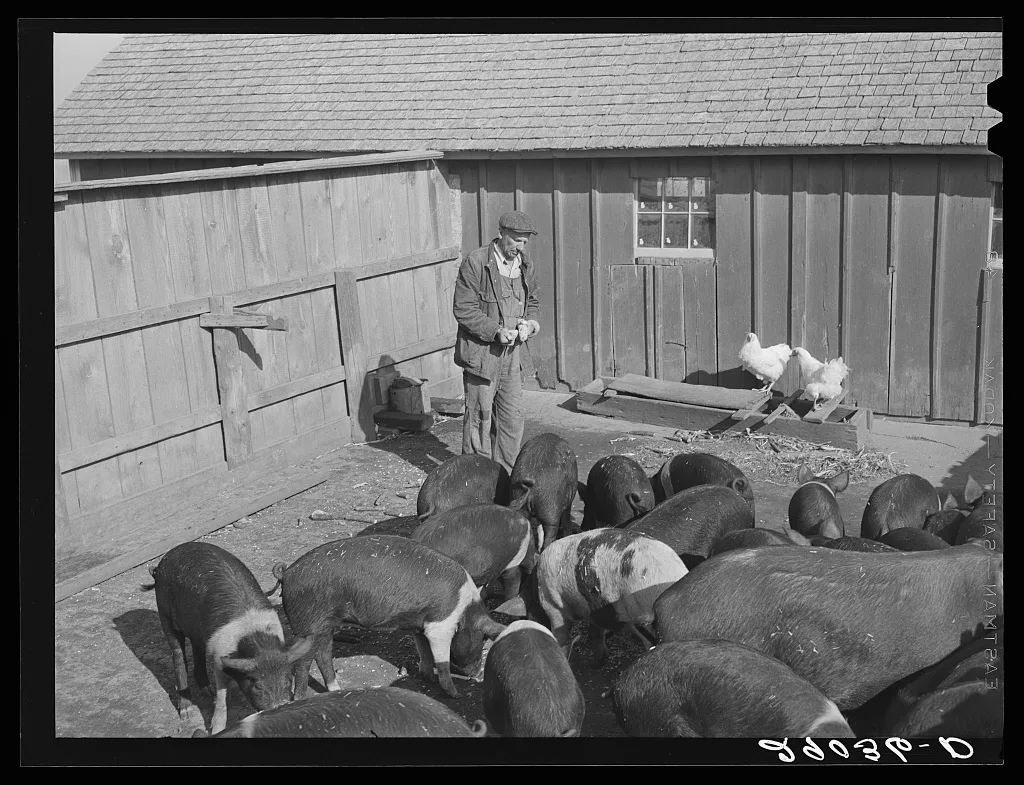 Fred Maschman's fifteen hogs are one of his major sources of income.…, Iowa, 1939