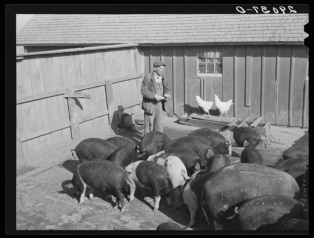 [Untitled photo, possibly related to: Fred Maschman's fifteen hogs…, Iowa, 1939