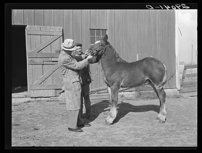 FSA (Farm Security Admninistration) supervisor examines colt owned by…, Iowa, 1939