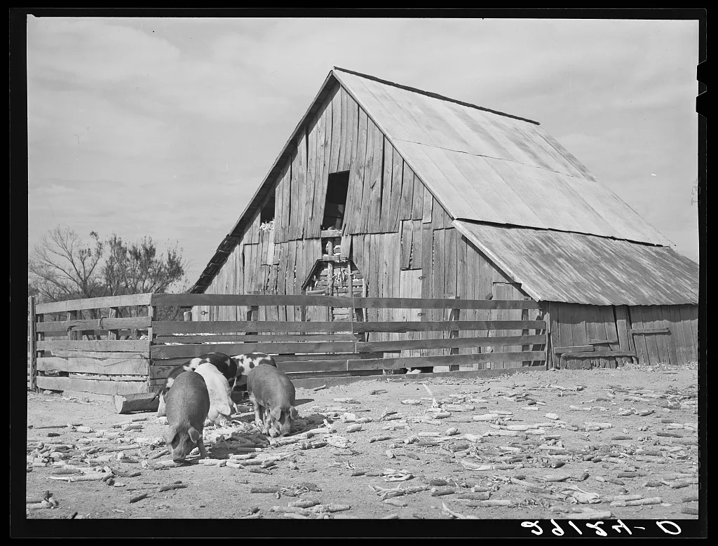 Hogs and corn crib. Boone County, Missouri, 1939