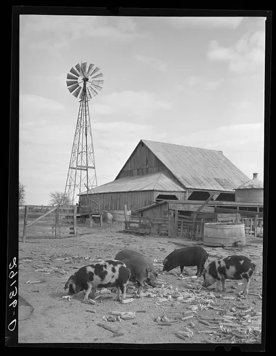 Hogs eating corn. Boone County, Missouri, 1939