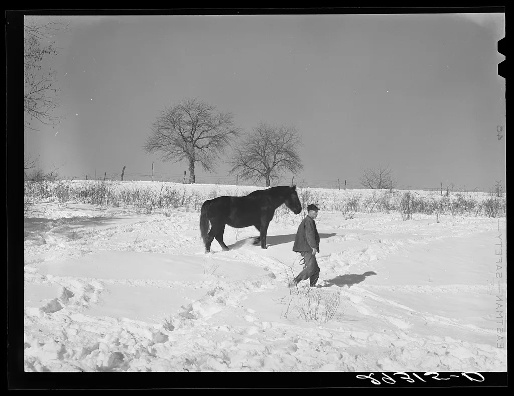 [Untitled photo, possibly related to: Horse on Ira Ison's farm. Ross…, Ohio, 1940