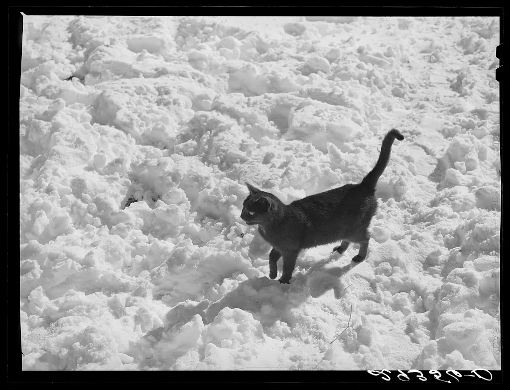 Black cat in snow. Ross County, Ohio, 1940