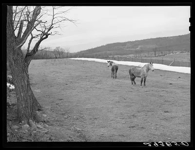 Farmland. Frederick County, Virginia, 1940