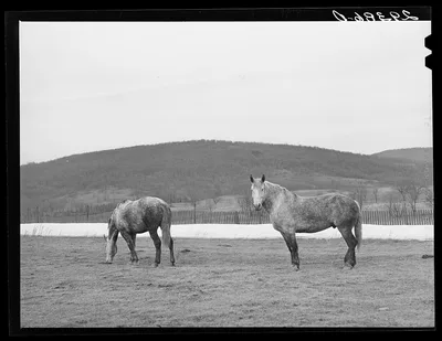 [Untitled photo, possibly related to: Horses grazing. Frederick…, Virginia, 1940