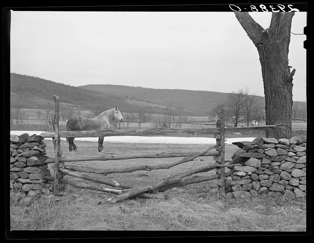 [Untitled photo, possibly related to: Horses grazing. Frederick…, Virginia, 1940