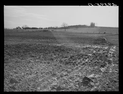 Snow melting in field. Frederick County, Virginia, 1940