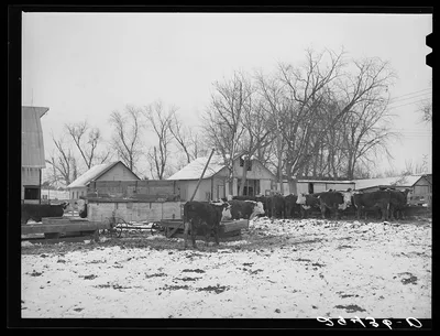 Cattle in feedlot. Grundy County, Iowa, 1940