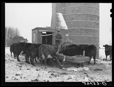 [Untitled photo, possibly related to: Feeding cattle. Grundy County,…, Iowa, 1940