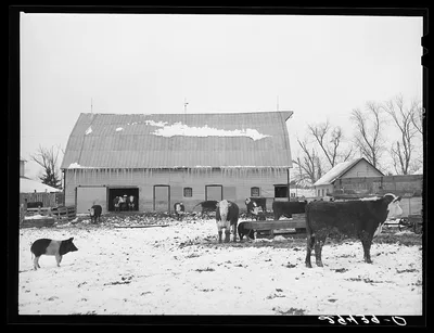 Cattle in feedlot. Grundy County, Iowa, 1940
