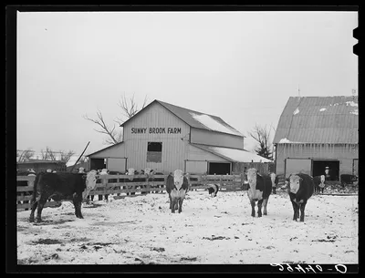 Cattle in feedlot. Grundy County, Iowa, 1940